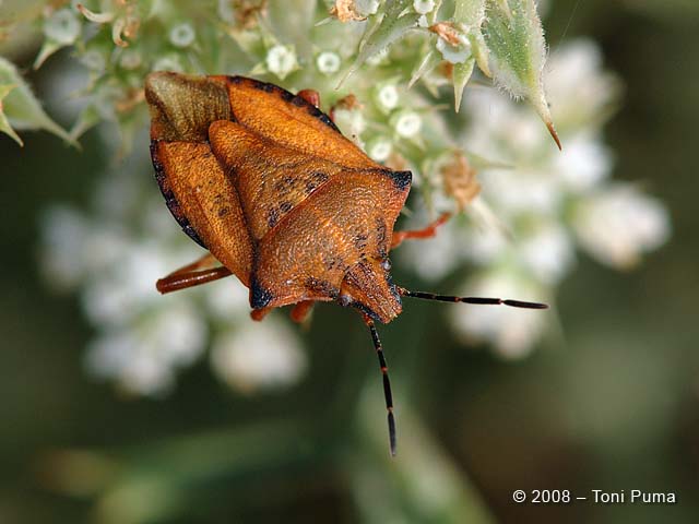 Pentatomide da determinare: Carpocoris mediterraneus